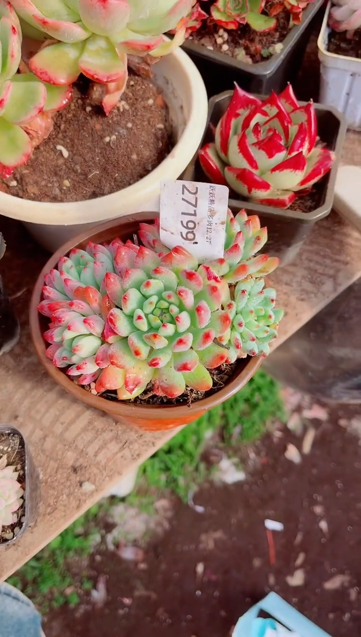 嘿***包跃跃精品多肉27199