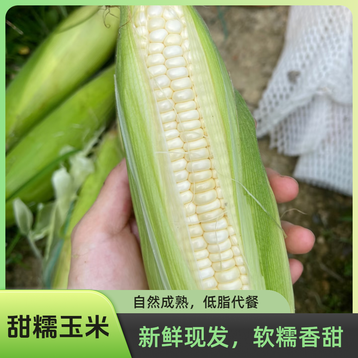 【新鲜发货】甜糯玉米棒种子糯玉米粗粮粘糯低脂代餐颗粒包邮A