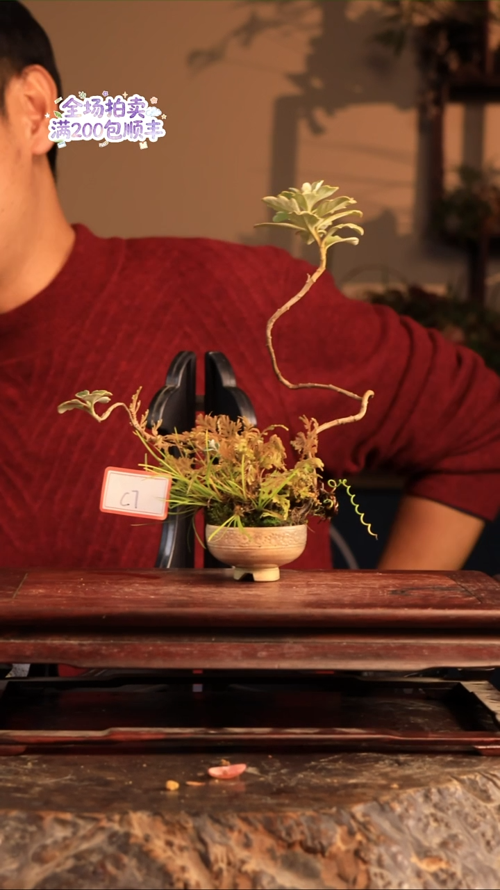 完全开放C7草本植物 不包邮