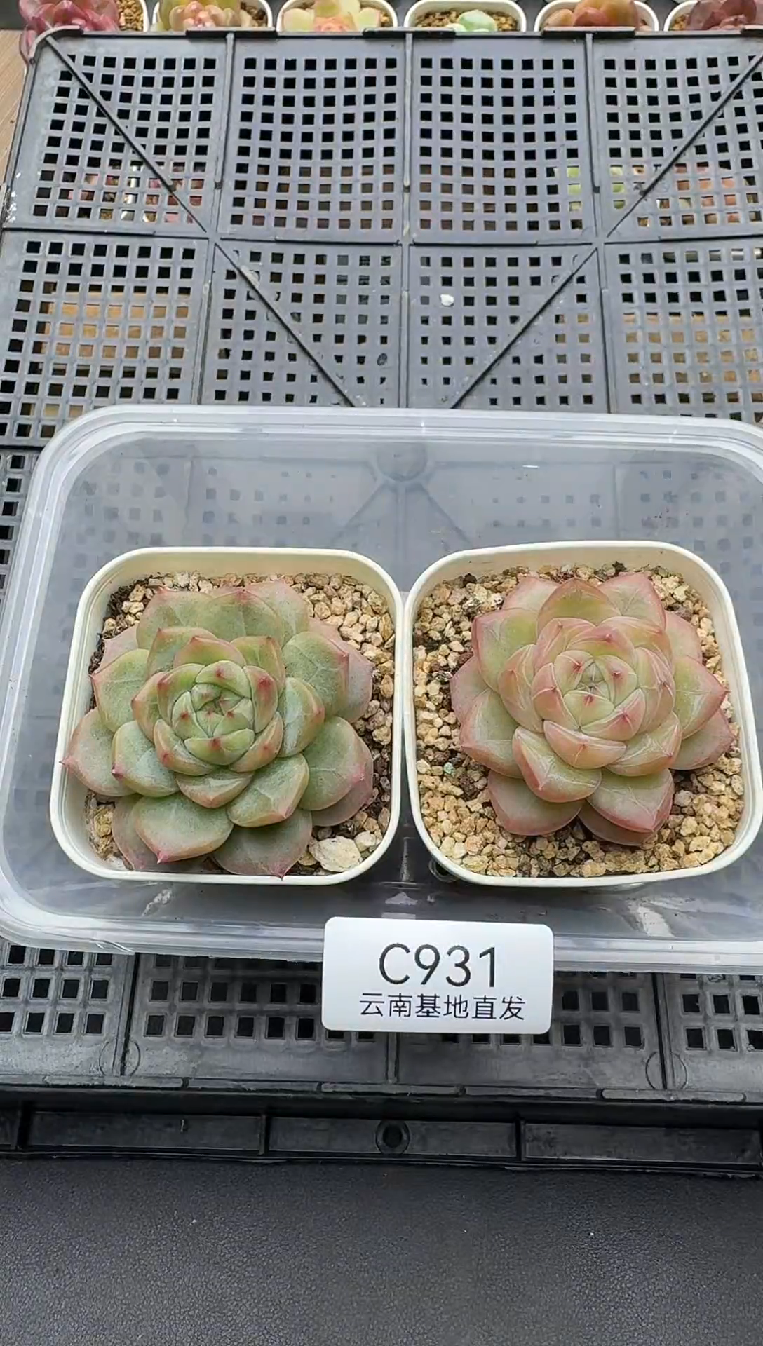 珍妮杂交多肉C931