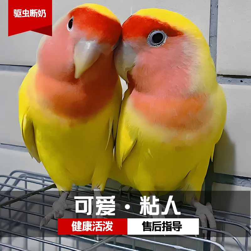 手养亲人鹦鹉活体幼鸟可教说话陪伴可爱宠物牡丹鹦鹉手养鹦鹉