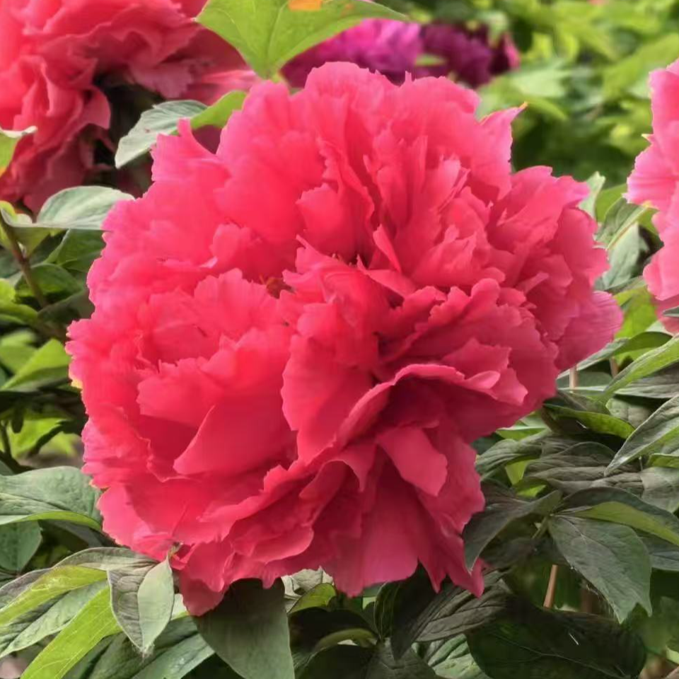 【辉红】 精品观赏牡丹 