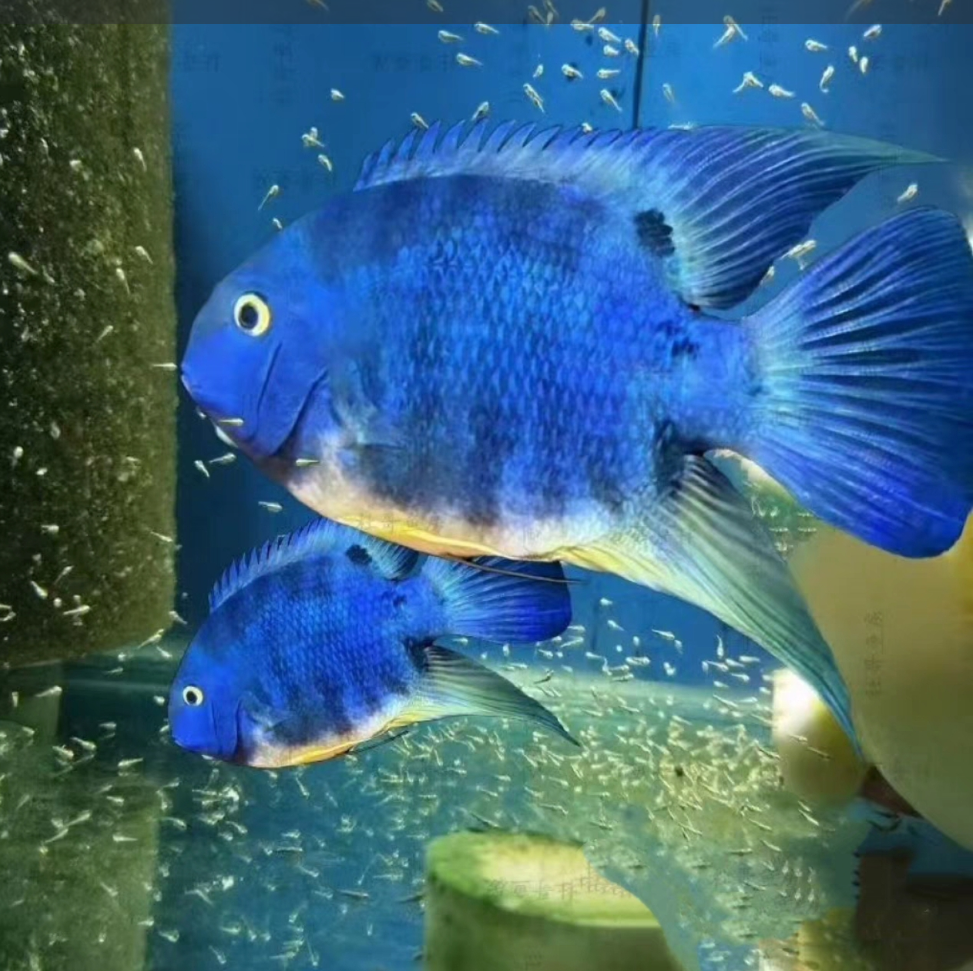钴蓝菠萝 淡水南美鱼小型观赏鱼
