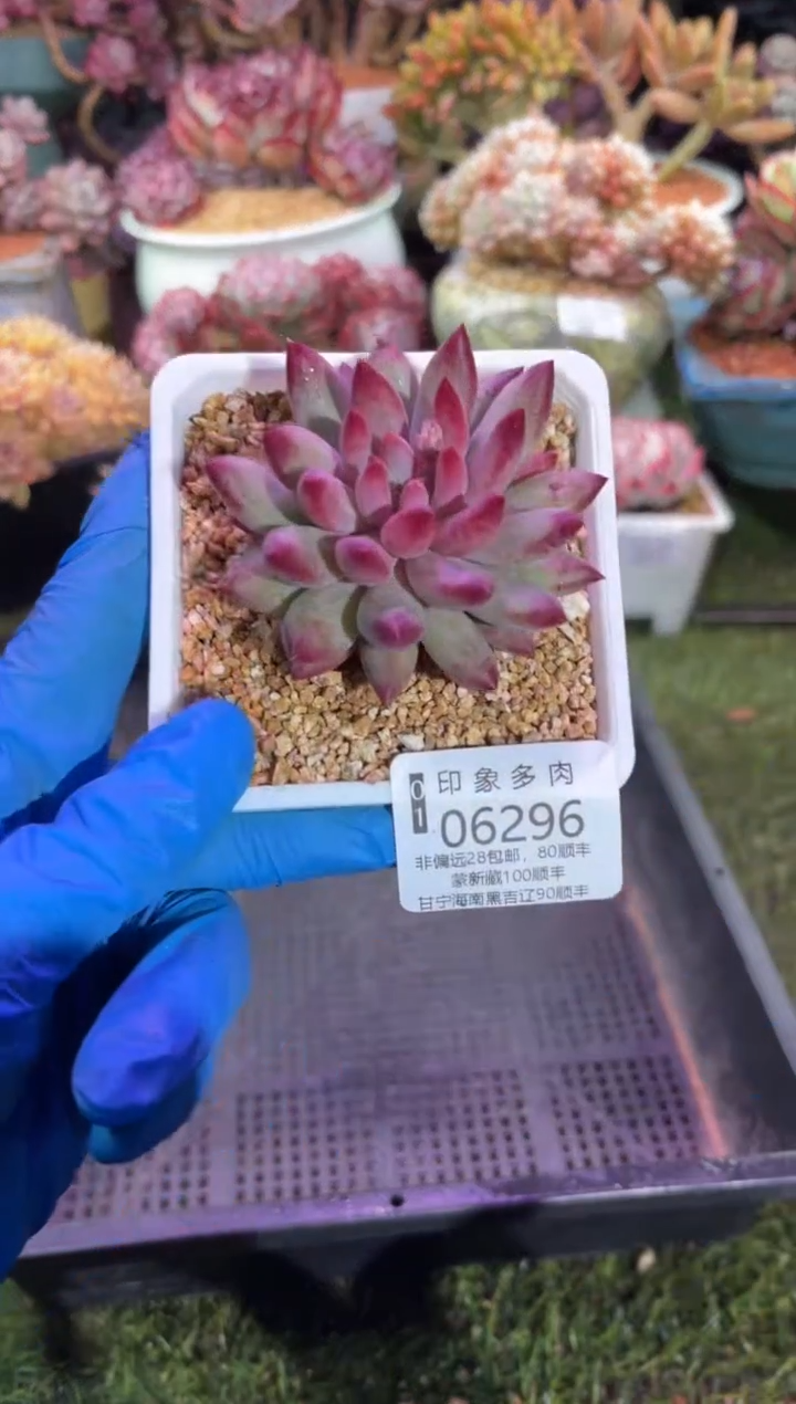 【闪购商品】06296