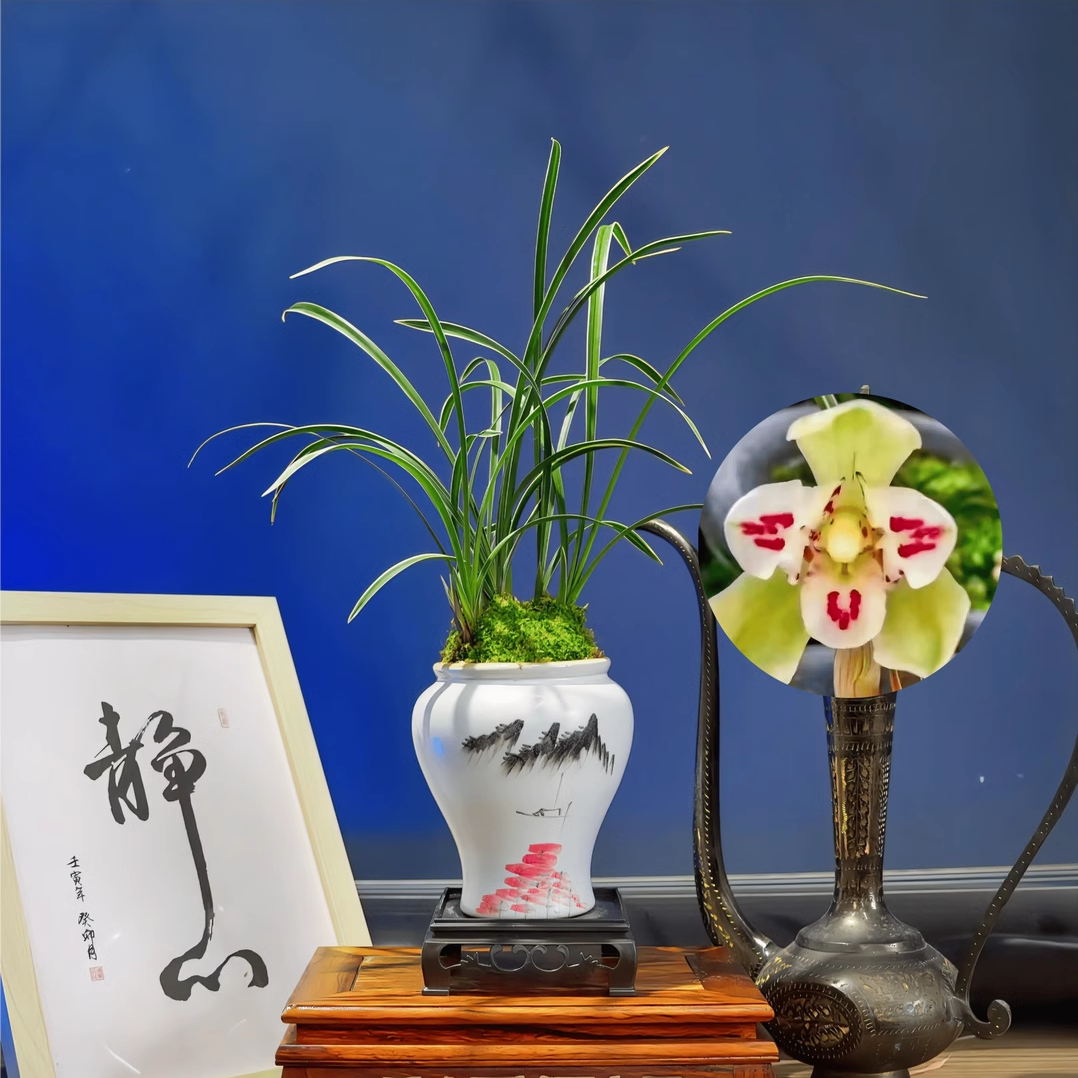 精品兰花春兰星光大道荷瓣三星蝶花艺双全带花苞浓香型好养易活