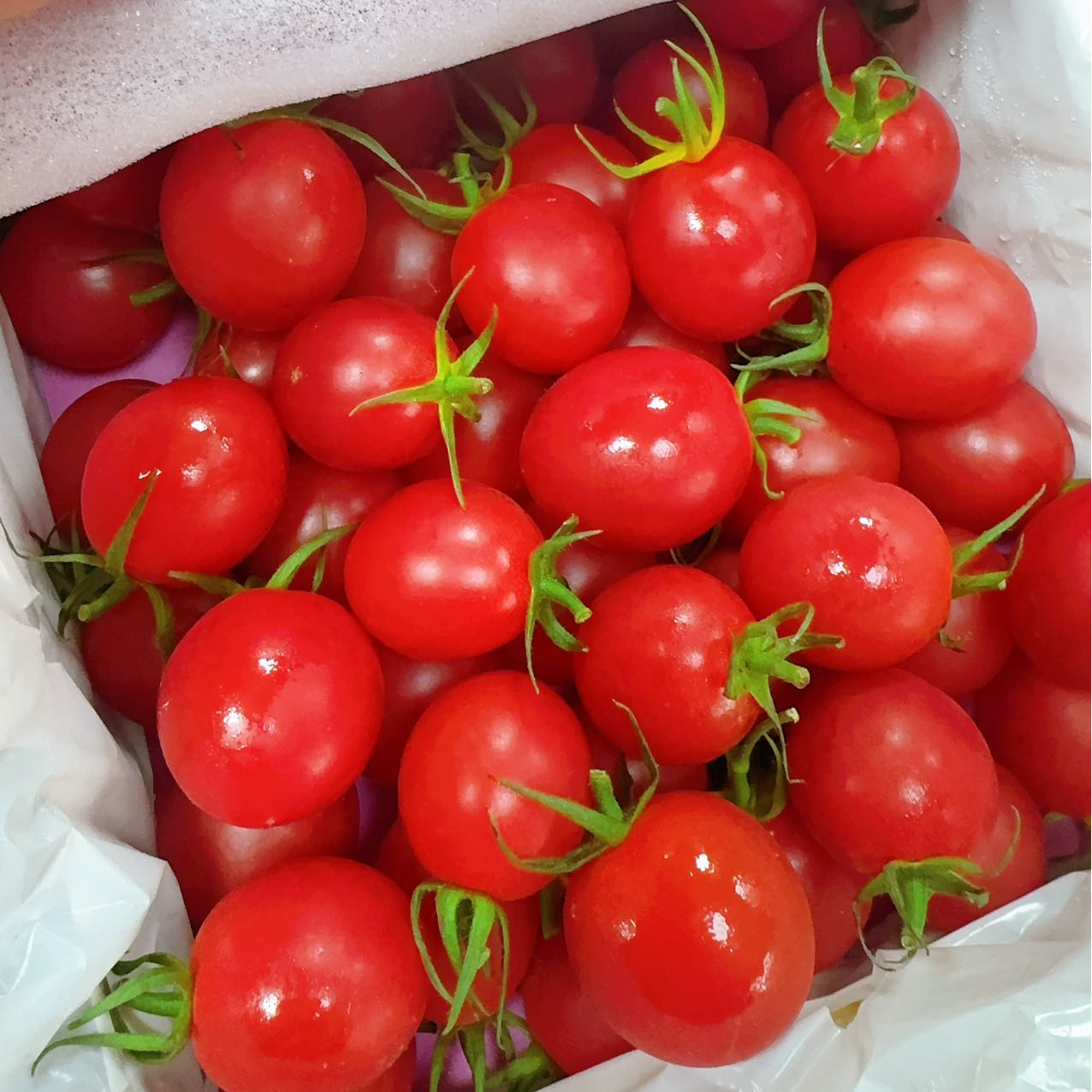 甜心千禧  1.2公斤