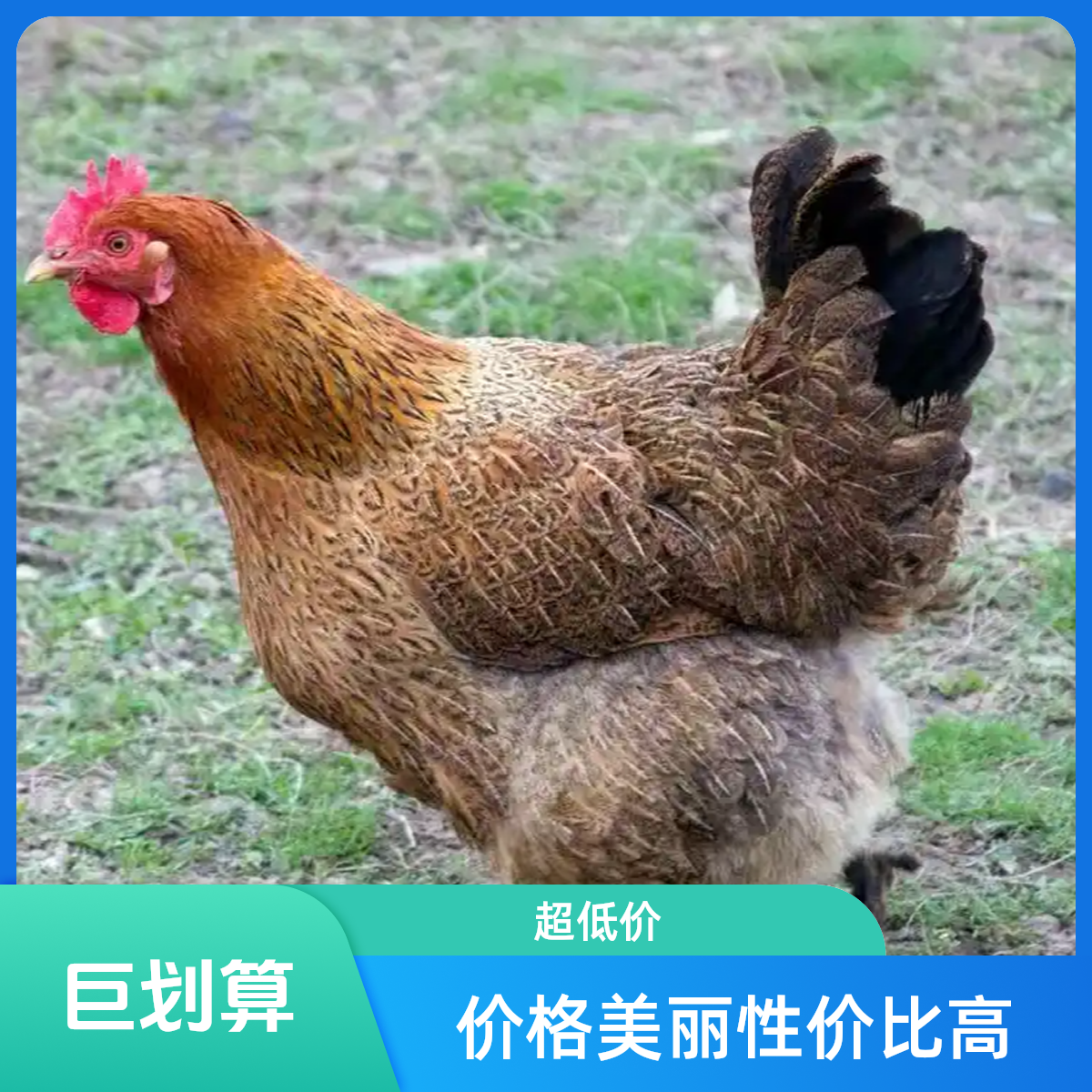 农家散养土鸡礼盒7只装 单只1斤左右土鸡头发货 新鲜恒温包邮 肉质鲜美