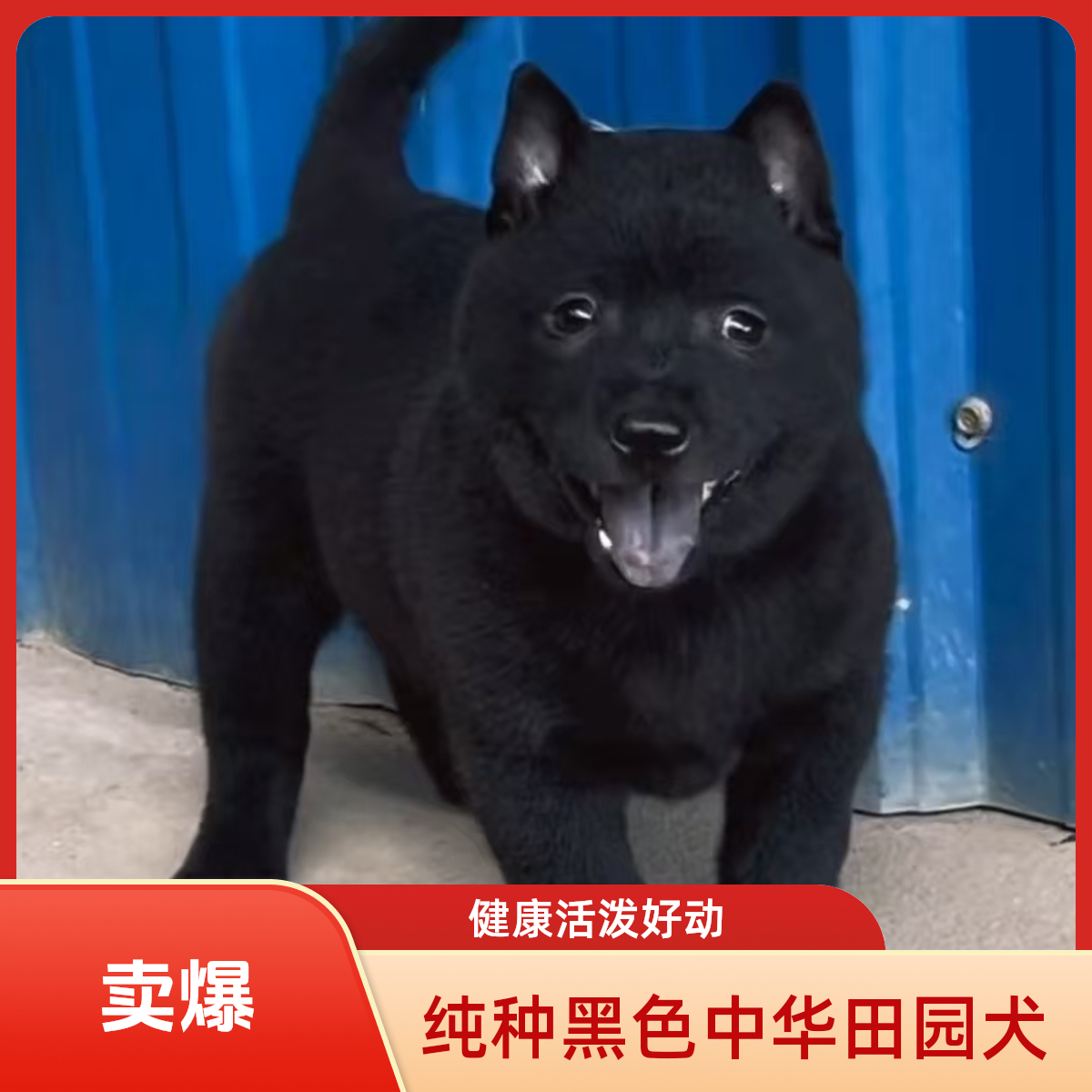广西原生态五黑犬幼犬中华田园犬活体适合看家狩猎