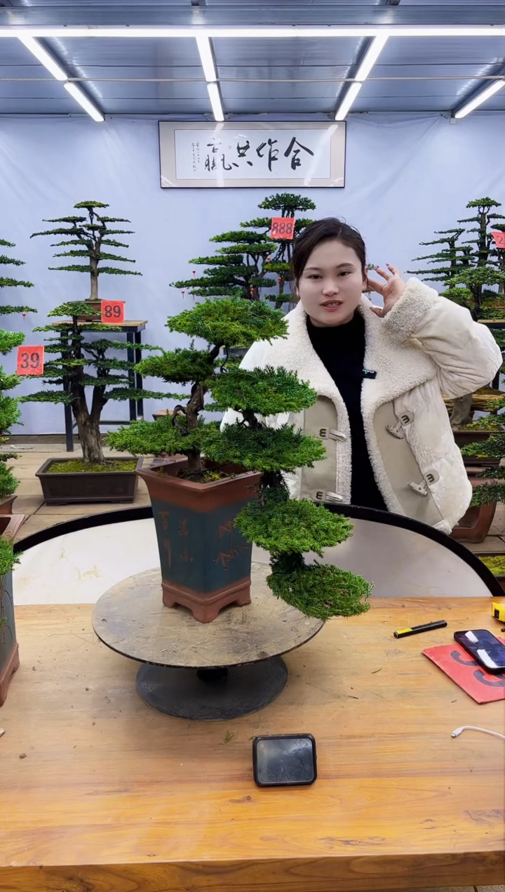 【闪购商品】高端盆景一物一拍，所见即所得