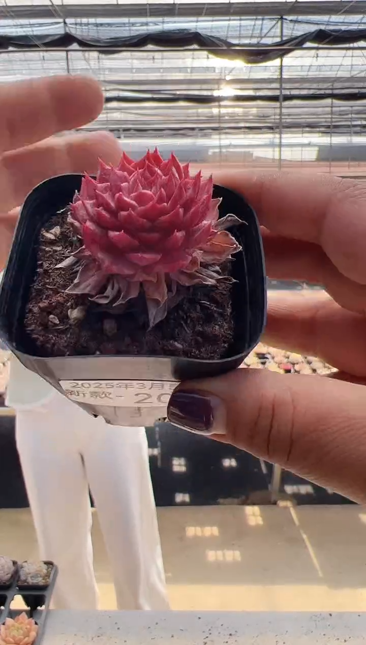 【闪购商品】新款多肉-201