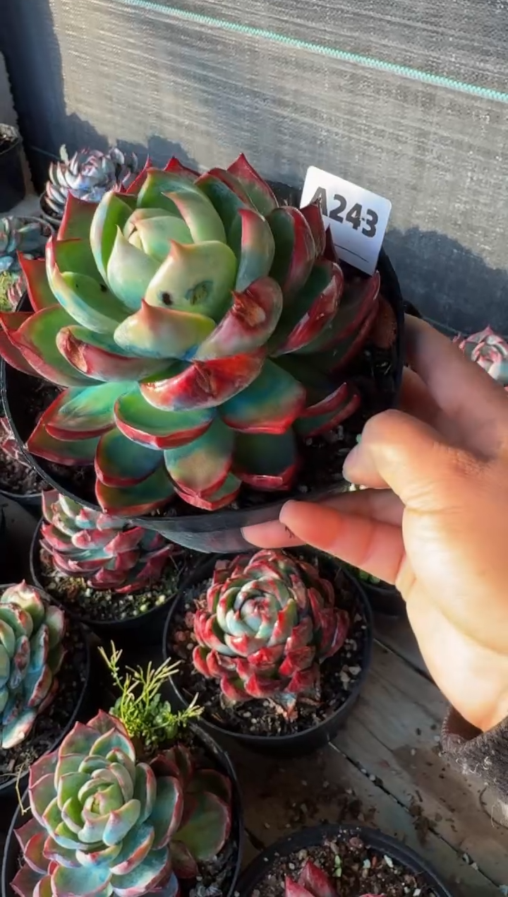 【闪购商品】A243惊鸿仙子（裸根发货）（瑕疵）