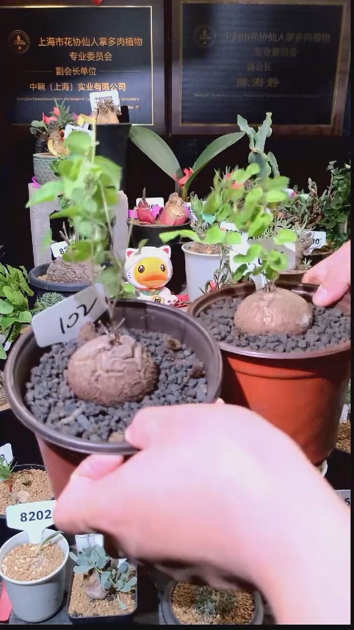 102号1229福利南非龟甲龙买一送一