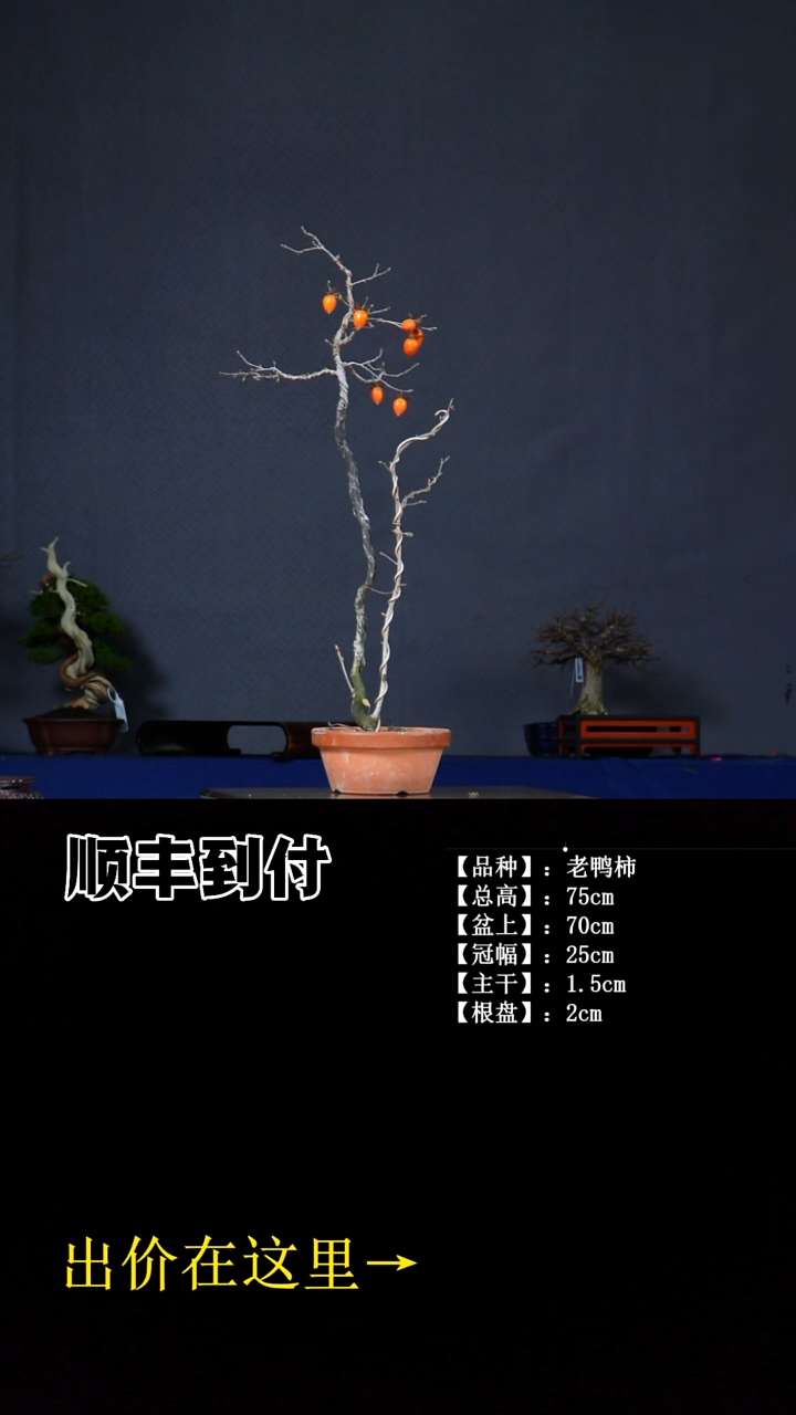 无花朵老鸭柿 不包邮