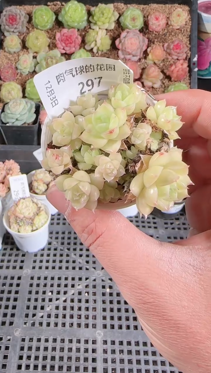 1203-297多肉群生不包整