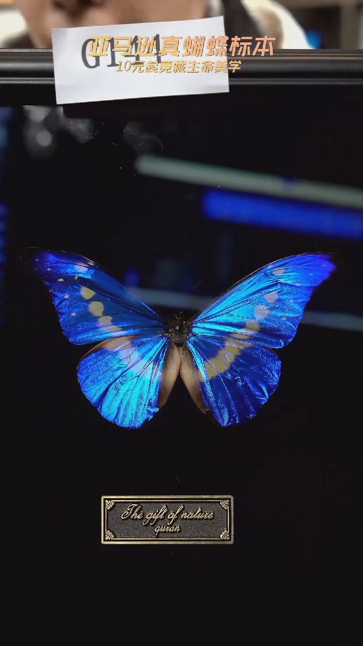 蝴蝶标本摆件竞拍g144