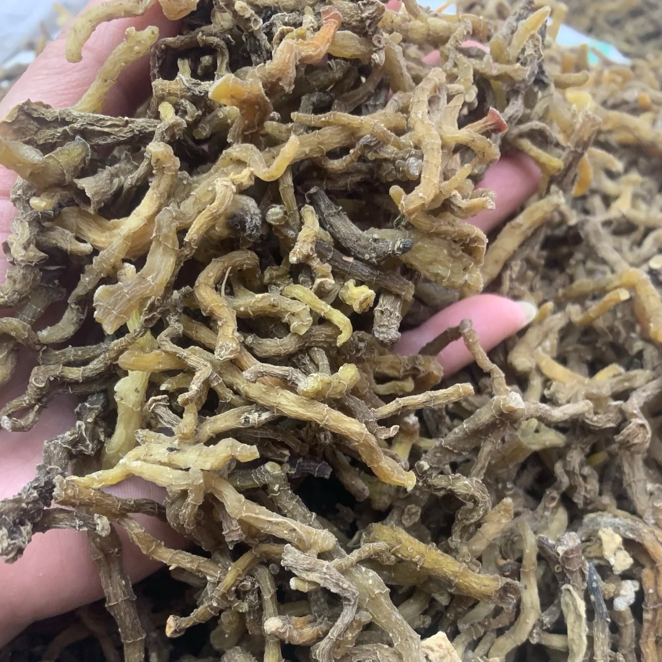 （周伯通推荐）—玉竹