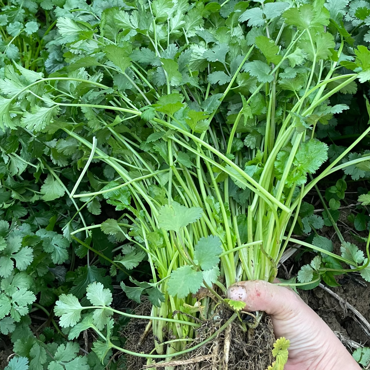 香菜香味浓郁产地直发现挖现发顺丰包邮送货上门香菜