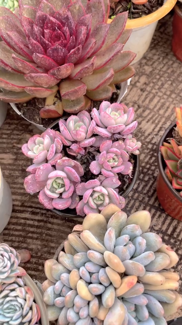 清*跃跃精品多肉03040