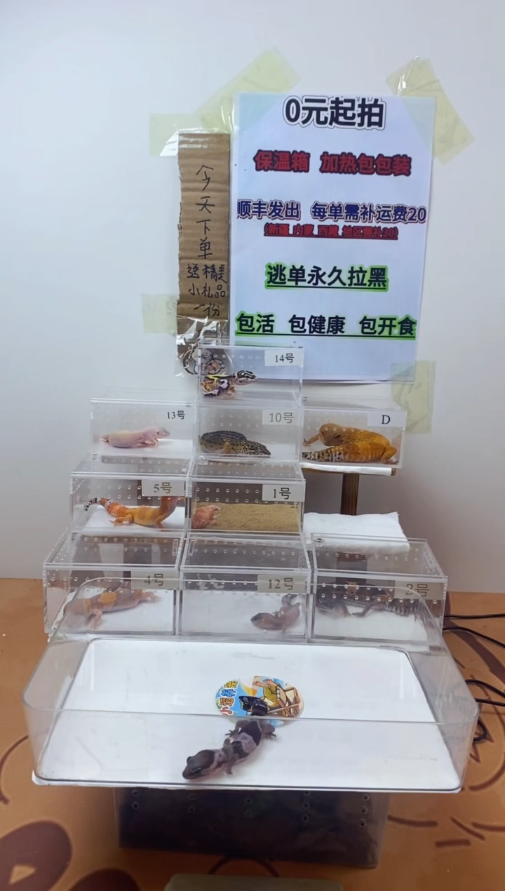 豹纹守宫豹纹守宫幼苗亚成体成体