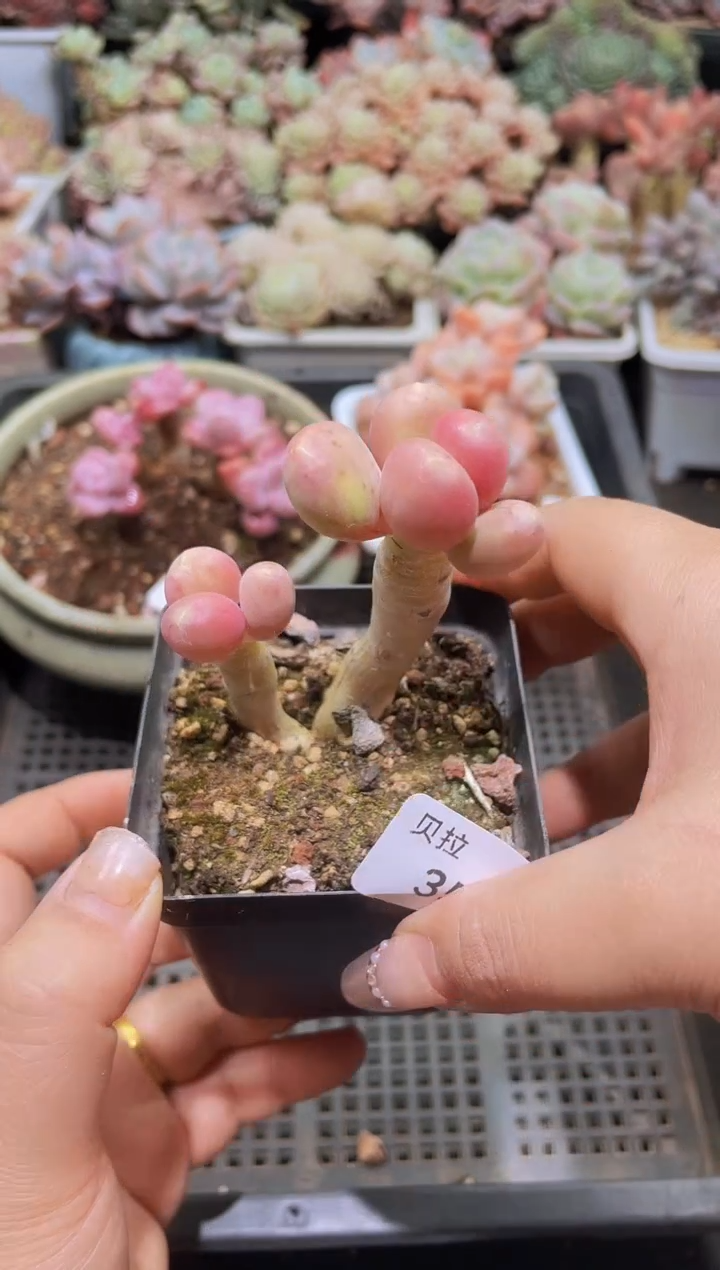 【闪购商品】354金蝉