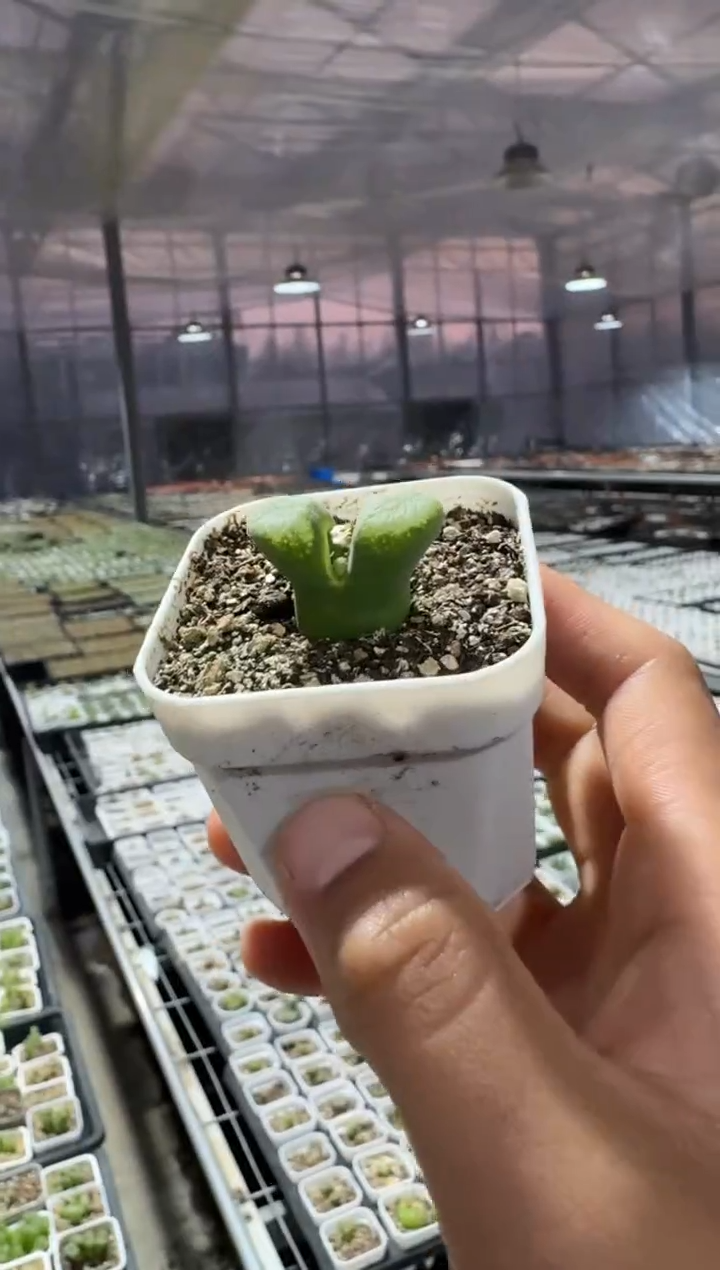 【闪购商品】1.12-474