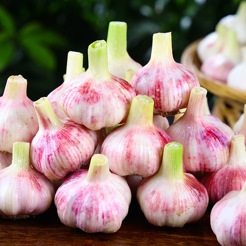 【农家自种】新鲜紫白皮蒜现挖分瓣蒜湿蒜可腌制糖醋蒜腊八蒜泡蒜