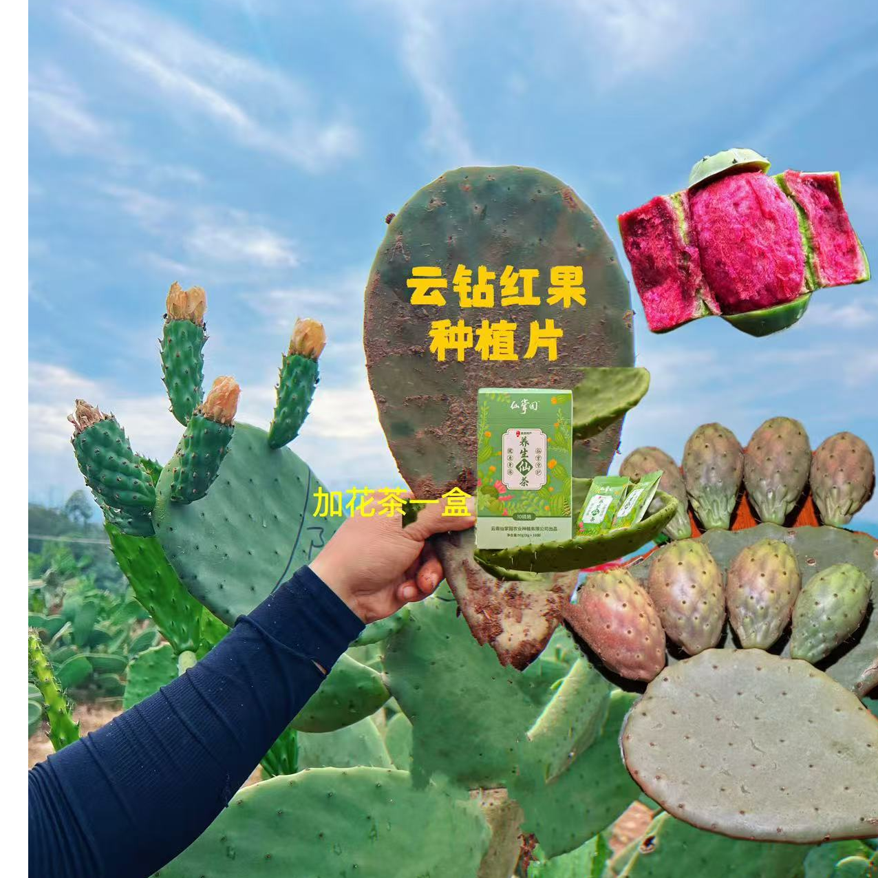 【云钻红果】仙人掌种植片（1片装）＋花茶1盒