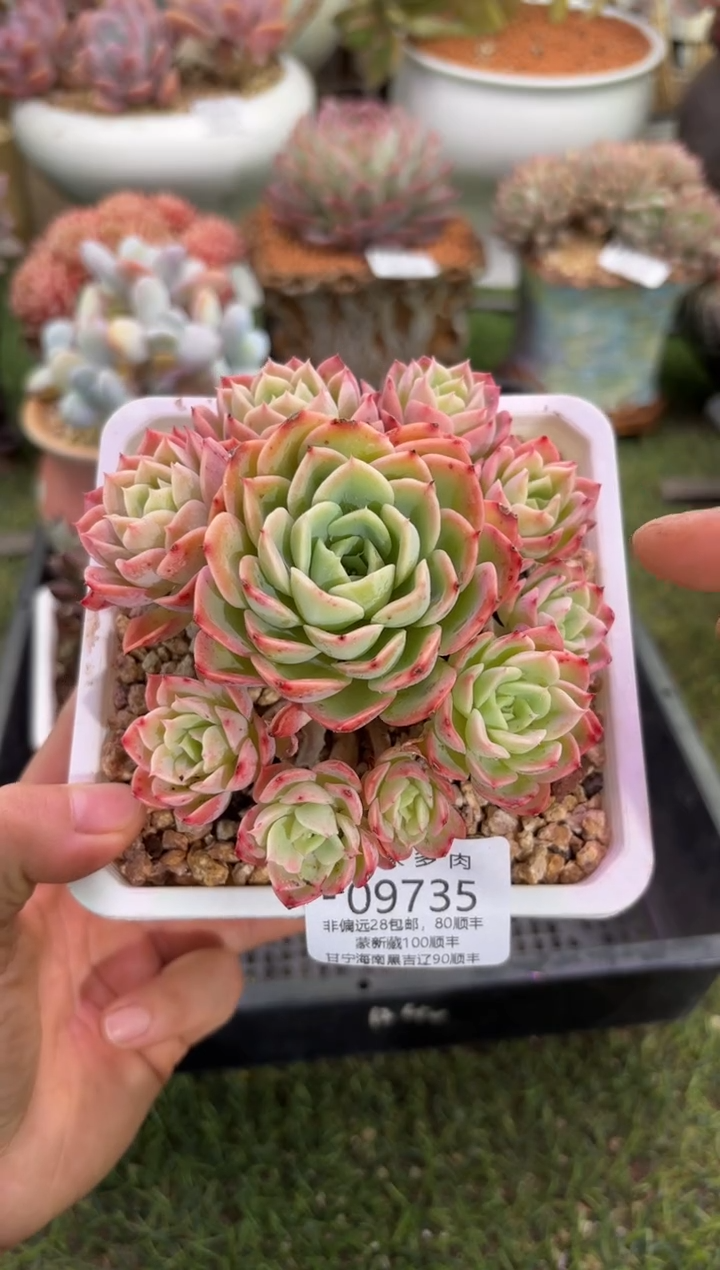 【闪购商品】09735