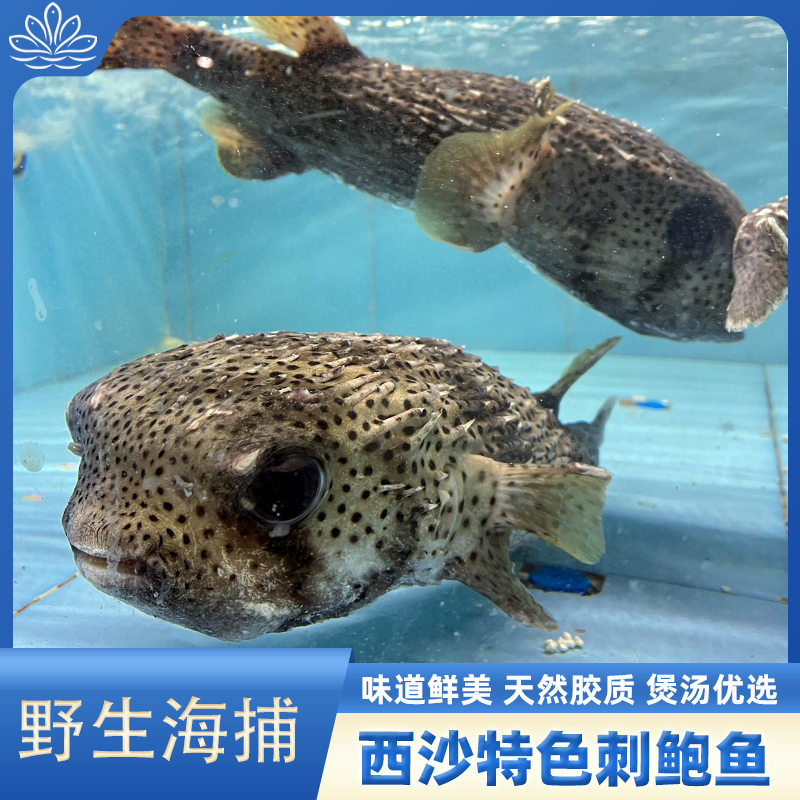 【顺丰空运包邮】刺龟刺鲍鱼刺豚鱼海南西沙南沙三沙珊瑚鱼新鲜海鲜