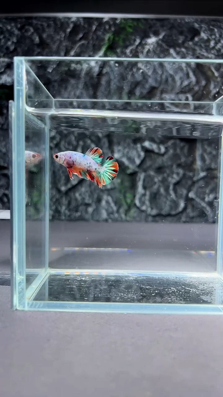 斗鱼竞拍链接A074