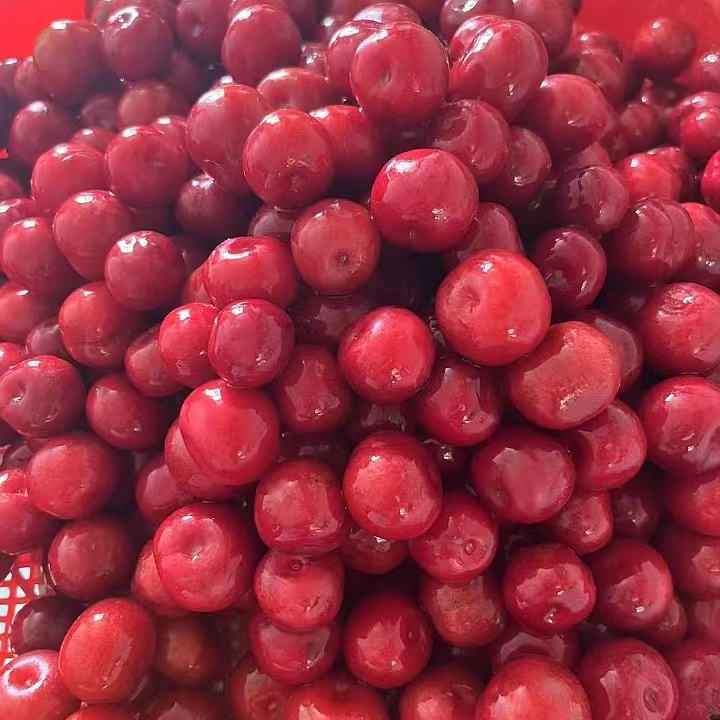 克旗野果子——欧李，补钙佳品