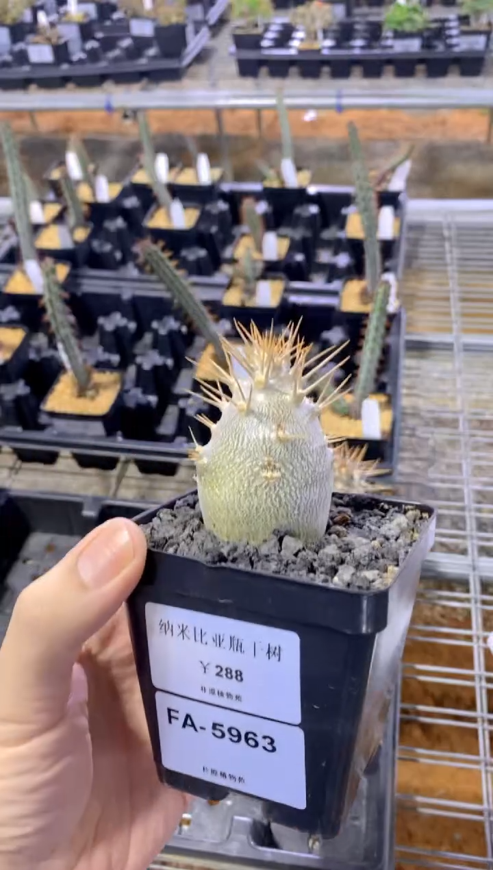 【闪购商品】纳米比亚瓶干树FA-5963