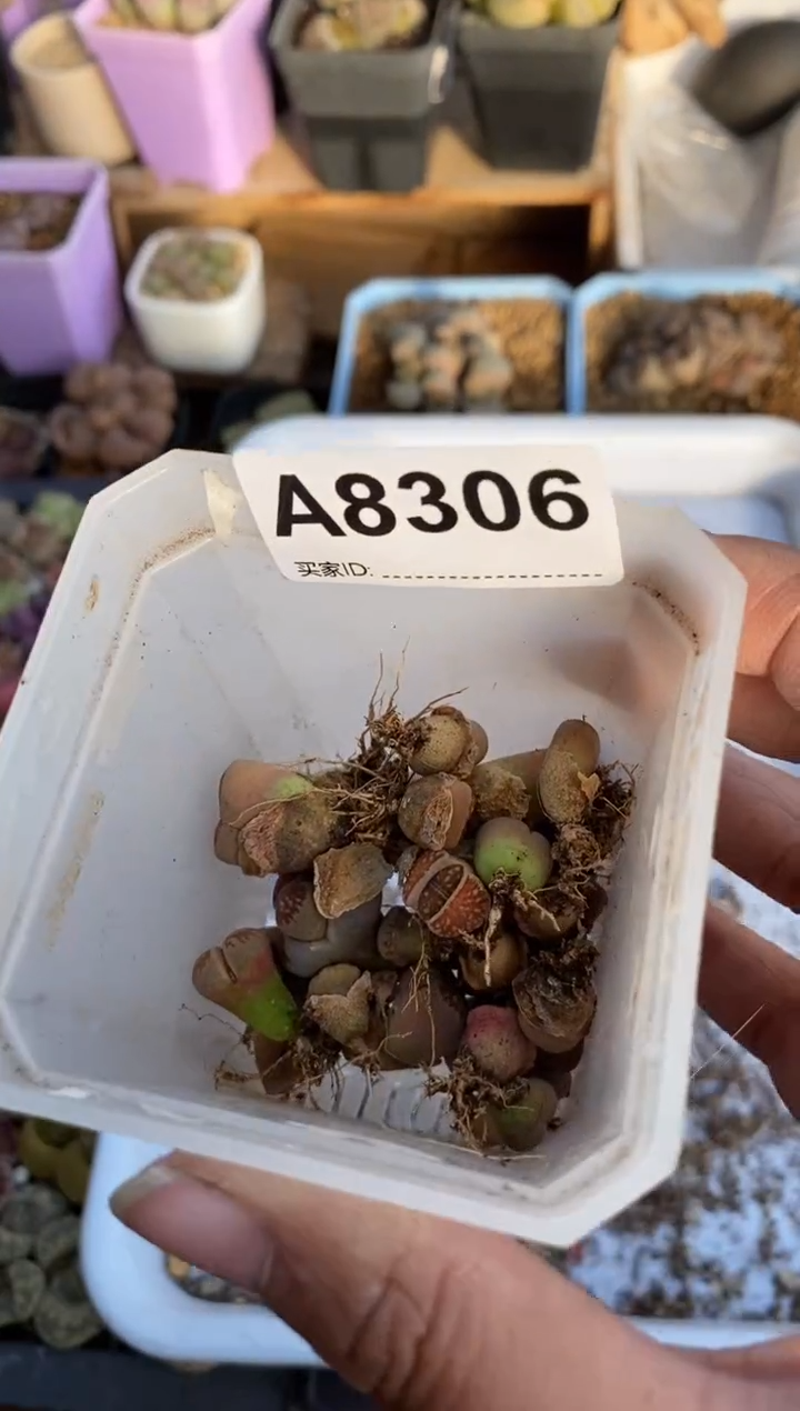 【闪购商品】8306直播一物一拍