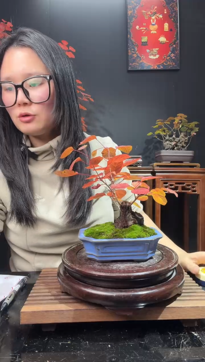 完全开放黄栌000