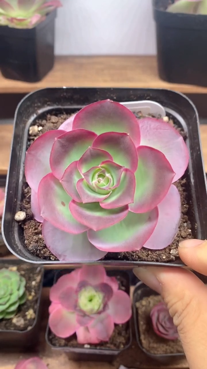 楹楹山地玫瑰/141