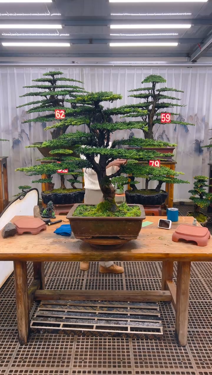 无花朵姜*明精品盆景直播间一物一拍