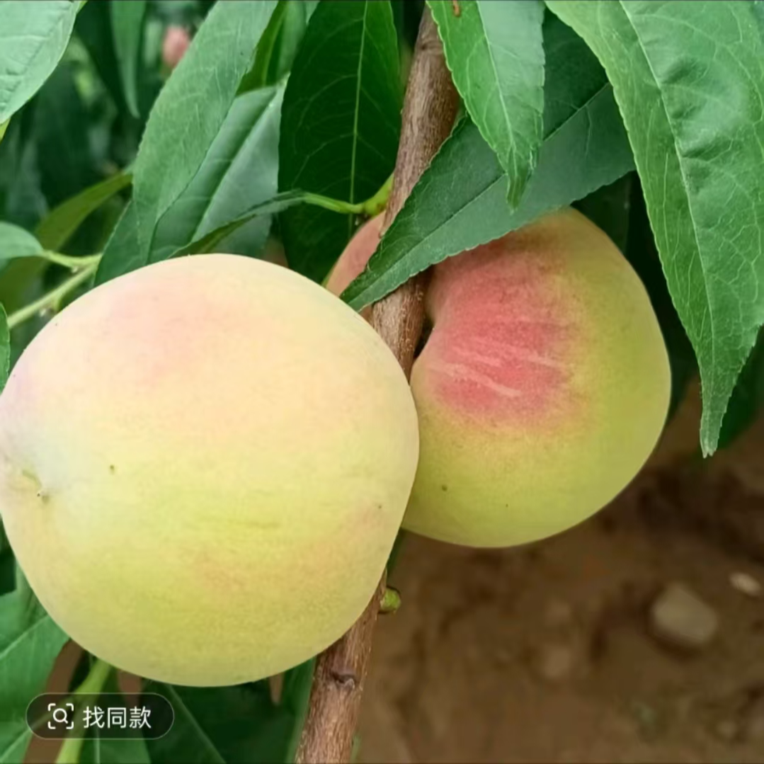 （绿肉红冬桃）一年生种子秋季落叶后发货