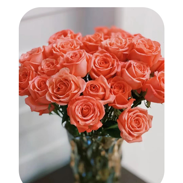 影星玫瑰花束插花家庭生活鲜花云南顺丰包邮新鲜发货