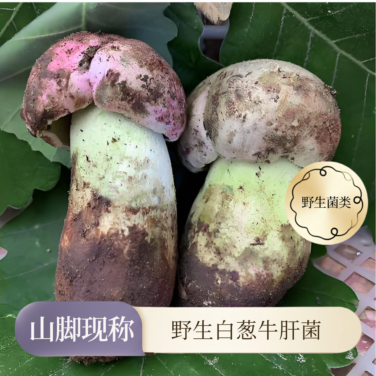 云南野生菌白葱牛肝菌山脚称选足称顺丰空运