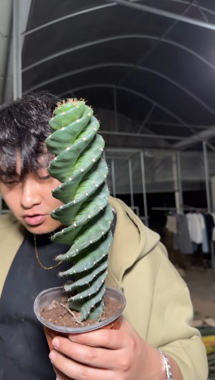 龙卷风【带根】高18cm+