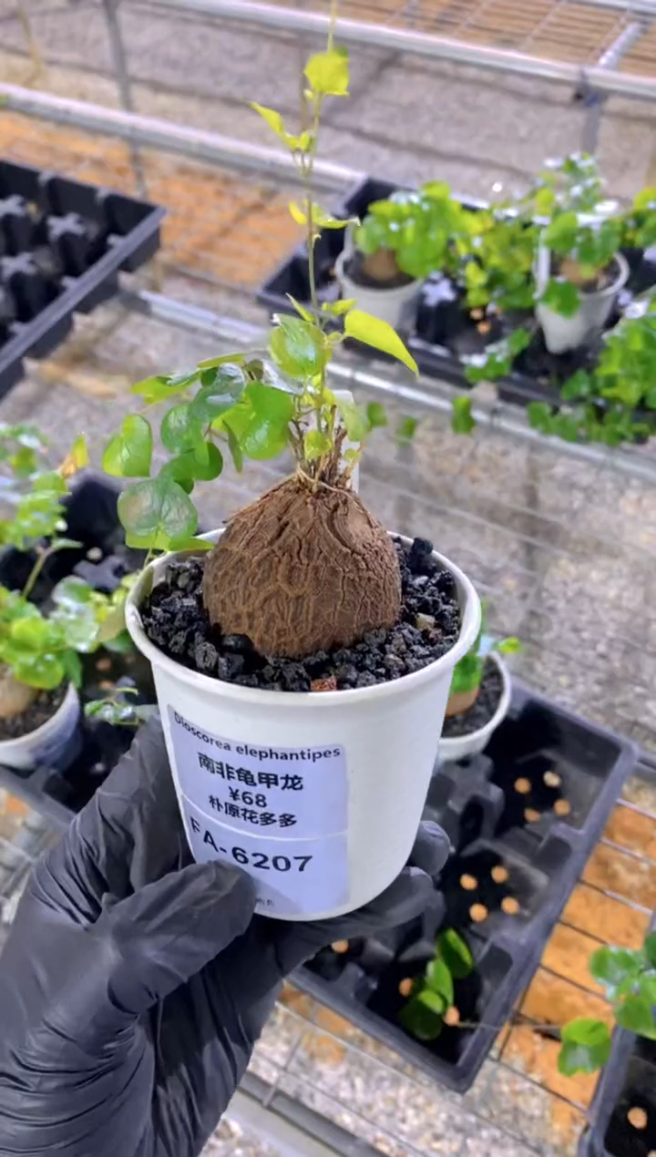 【闪购商品】南非龟甲龙FA-6207