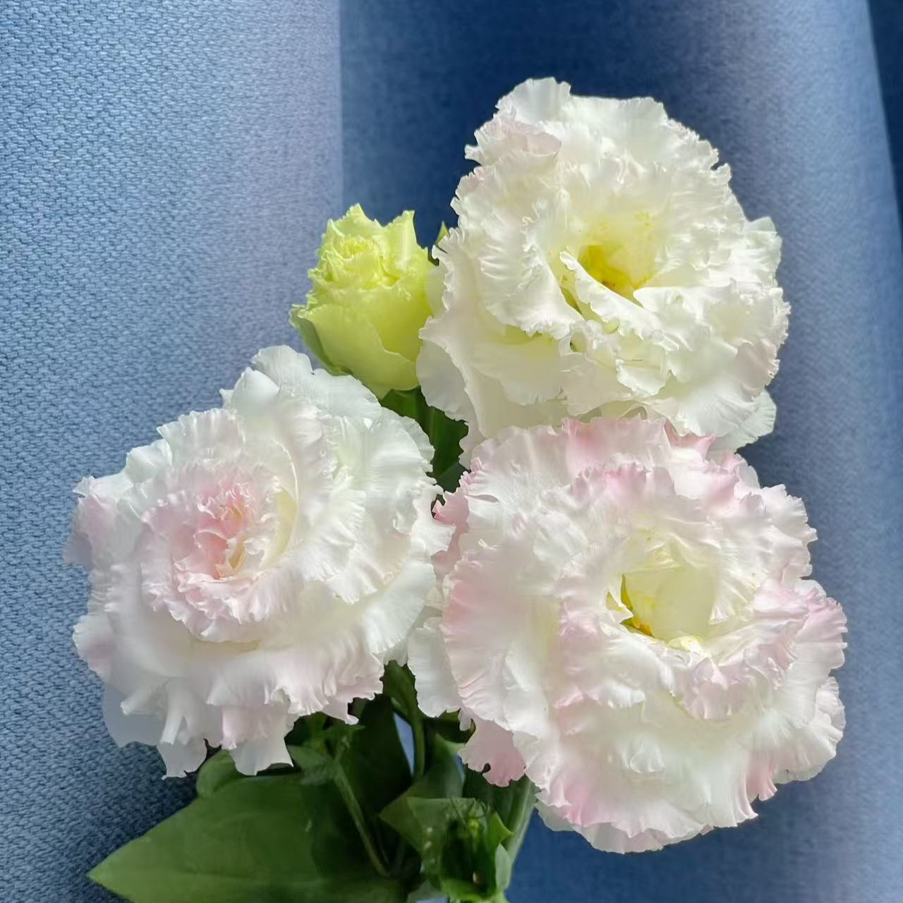 【大力甄选】AA级冰淇淋洋桔梗 云南基地现采现发 一单包邮