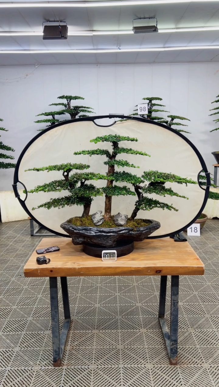 无花朵造型盆景一物一拍