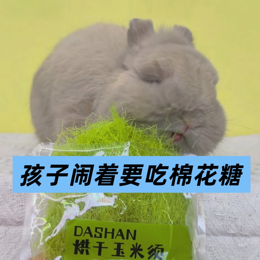 大山兔舍·晒干玉米须烘干玉米笋玉米叶小兔零食豚鼠荷兰猪龙猫