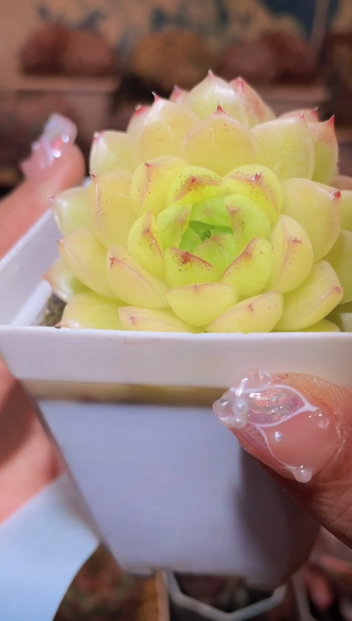 【闪购商品】169星辰珍妮