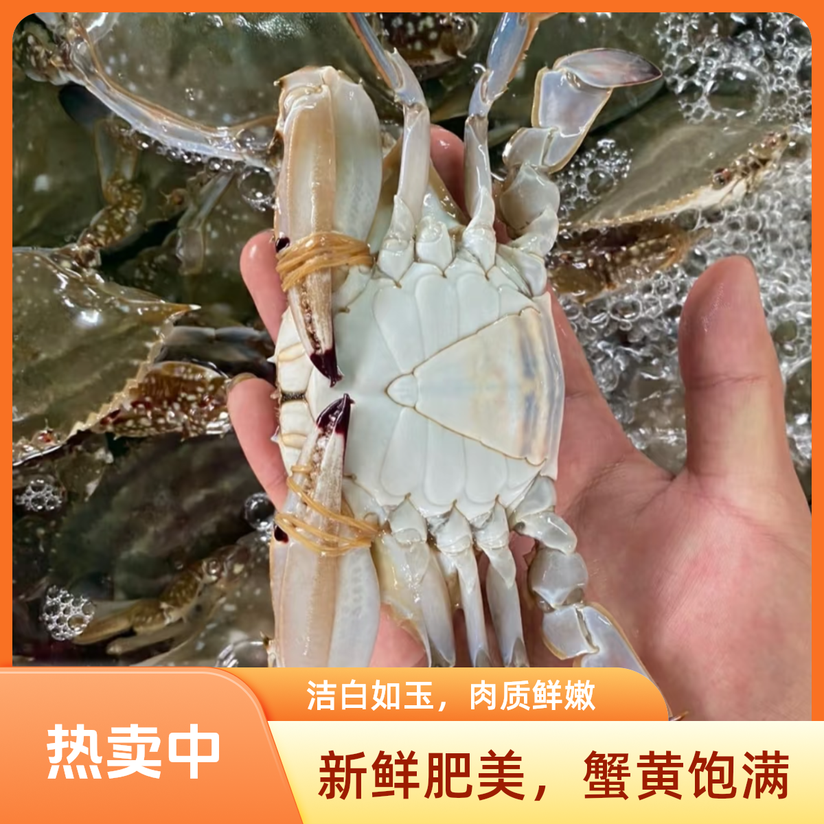 规格5-6两/只 东港梭子蟹共3斤共5-6只梭子蟹同城【保鲜不保活】