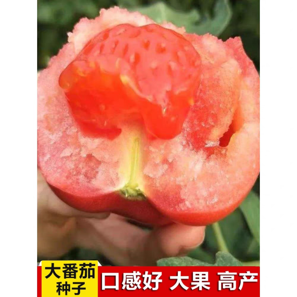 沙瓤西红柿自然熟番茄酸甜多汁新鲜采摘应季水果蔬菜生吃炒菜
