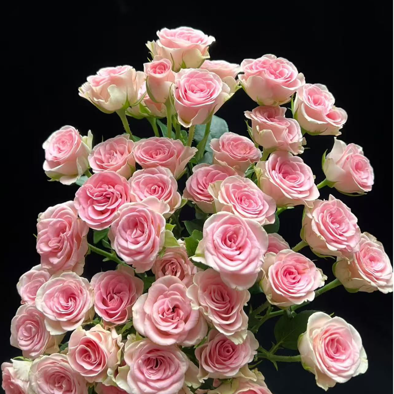 【大力甄选】AA级心情多头玫瑰 云南基地现采现发 一单包邮