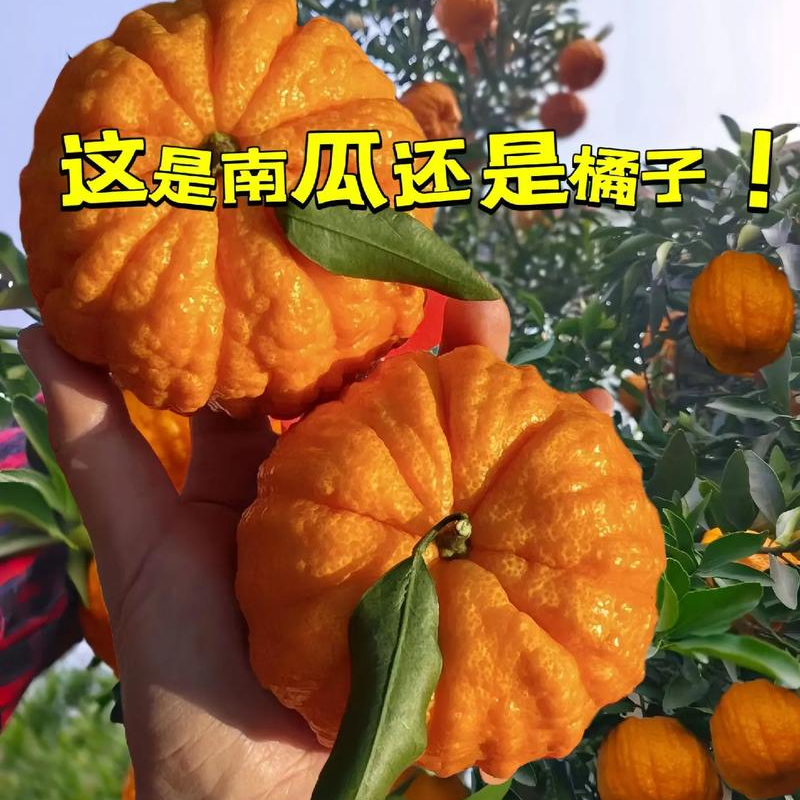 【野麦子】南瓜柑灯笼柑发财柑正宗四川特色送礼佳品新鲜甜如初恋