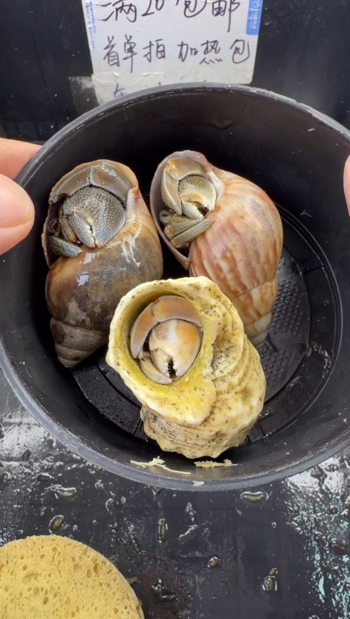 三只包活到手两只，不包全品